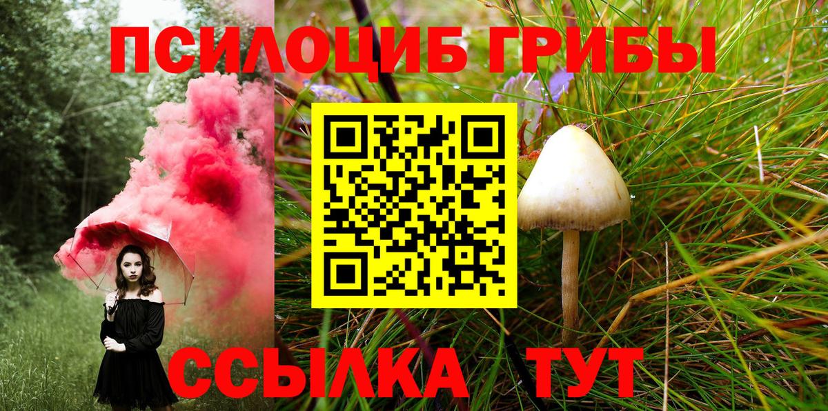 Псилоцибиновые грибы Psilocybe Боровичи